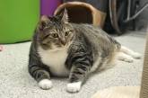Очень толстый кот Пончик нашел новую семью после того, как хозяйка сдала его в приют. ФОТО