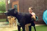  20 больших собак, которые понятия не имеют, насколько огромны. ФОТО