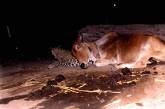 Корова и леопард стали друзьями и спят рядом - история поразила всех, но есть "нюанс". ФОТО