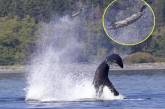 Косатка ударила и подбросила тюленя на высоту 15 метров - моряк заснял невероятное зрелище. ФОТО