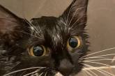 «Все не так!»: Коты с недовольными мордочками рассмешили Сеть
