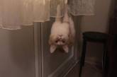 Забавные фото, которые доказывают - котам законы физики не писаны