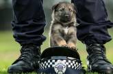 Потешные щенки-полицейские, готовые стоять на страже закона. ФОТО