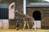 Ежегодное взвешивание и измерение животных в Лондонском зоопарке. ФОТО