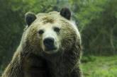 Пенсионерка из Якутии отпугнула медведя рычанием