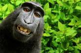 Селфи индонезийских обезьян стало предметом спора об авторских правах