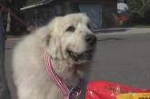 Мэром американского поселка стал 7-летний пес