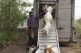 Жители штата Орегон в США «наняли на работу» 230 коз для борьбы с пожарами. ФОТО