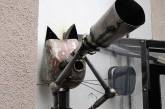 В Одессе появился кот-астроном. ФОТО