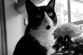 Стала мемом при жизни: умерла легендарная кошка из Сети. ФОТО