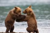 Схватка двух медвежат на Камчатке. ФОТО
