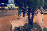 В центре Киева были замечены голодные козы. ВИДЕО