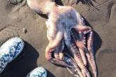 Погибли осьминоги, морские ежи, крабы: В России на пляж выбросило тысячи морских животных. ФОТО