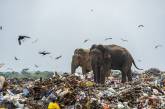 Фотограф показал печальные снимки слонов, питающихся мусором - их дом превратился в свалку. ФОТО