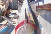 Житель Калифорнии поймал редчайшую рыбу при помощи необычной наживки. ФОТО