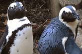 В Нидерландах пингвины-геи выкрали яйцо у пингвинов-лесбиянок