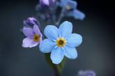 Красота цветов на снимках от Рэнди Нюстрём. ФОТО