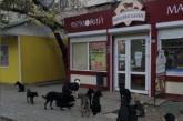 Курьезы: в Мелитополе стая бродячих собак дежурит возле входа в фирменный колбасный магазин. ФОТО