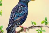 Красота разных птиц на снимках Яна Вегенера. ФОТО