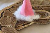 Интернет-сообщество людей, которым нравится делать шляпки для змей. ФОТО