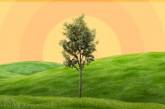 «Утро с Интером»: как деревья могут остановить глобальное потепление?