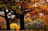 Осень в Центральном парке Нью-Йорка. ФОТО