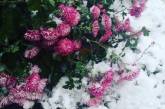 Цветы в снегу: аномальная погода в Украине в ярких снимках. ФОТО