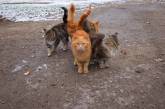 Курьёз: в Запорожье промышляет кошачья “банда”. ФОТО