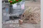 Слабаки 80 уровня: в Запорожье выбросили новогоднюю елку только в конце ноября. ФОТО