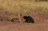 Тигр напал на смертоносного медведя в индийском заповеднике. ФОТО