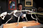 В США воссоздали скелет саблезубого тигра, жившего 37 млн лет назад. ФОТО