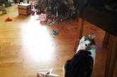 Битва котиков против новогодних ёлок. ФОТО