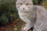 Вышел из сказки: в Запорожье живёт кот, который умеет улыбаться. ФОТО