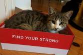 Кошки любят залезать в коробки. ФОТО