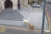 Стадо овец пыталось попасть в здание городского муниципалитета. ВИДЕО