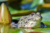 Во Франции суд постановил выселить шумных лягушек из деревенского пруда. ФОТО