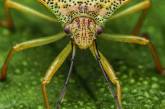 Удивительные макроснимки насекомых от Рори Джеймса Льюиса. ФОТО