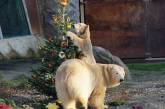 Обитатели зоопарка в Германии получили рождественские подарки. ФОТО