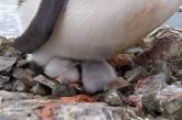 В Антарктиде возле украинской станции Академик Вернадский родились пингвинята. ФОТО