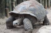 Самые старые черепахи в мире, попавшие в Книгу Рекордов. ФОТО