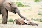 Слоненок играет со старшим братом на снимках. ФОТО