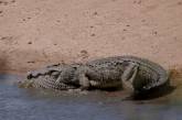 Крокодил-каннибал сожрал молодого сородича. ФОТО