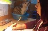 Кошка помогала школьнику учиться. ВИДЕО