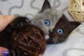 Двуликий котик повзрослел и вновь покорил пользователей Инстаграм. ФОТО