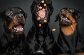 Фотограф делает эмоциональные снимки собак в тот момент, когда они ловят вкусняшки. ФОТО