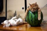 Коты, которые постигли искусство полного расслабления. ФОТО