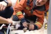 Испанский пожарник искусственным дыханием спас жизнь щенку