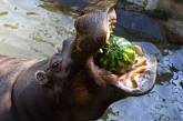 Забавные животные, которые просто обожают арбузы. ФОТО