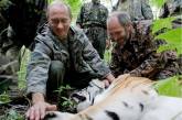Амурский тигр, выпущенный Путиным, сбежал в Китай 