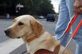 Австралийский ресторан наказали за дискриминацию собаки